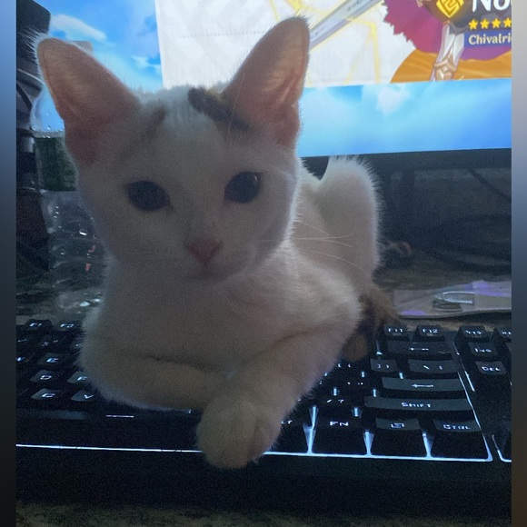 Meet Akari the Cresent Moon Calico😻🐾 - Picture 6 of 16